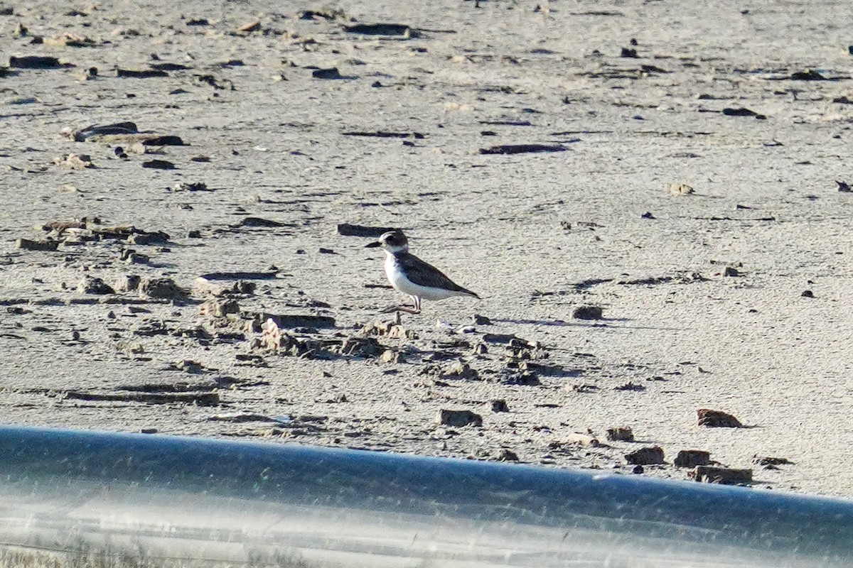 Wilson's Plover - ML480484981