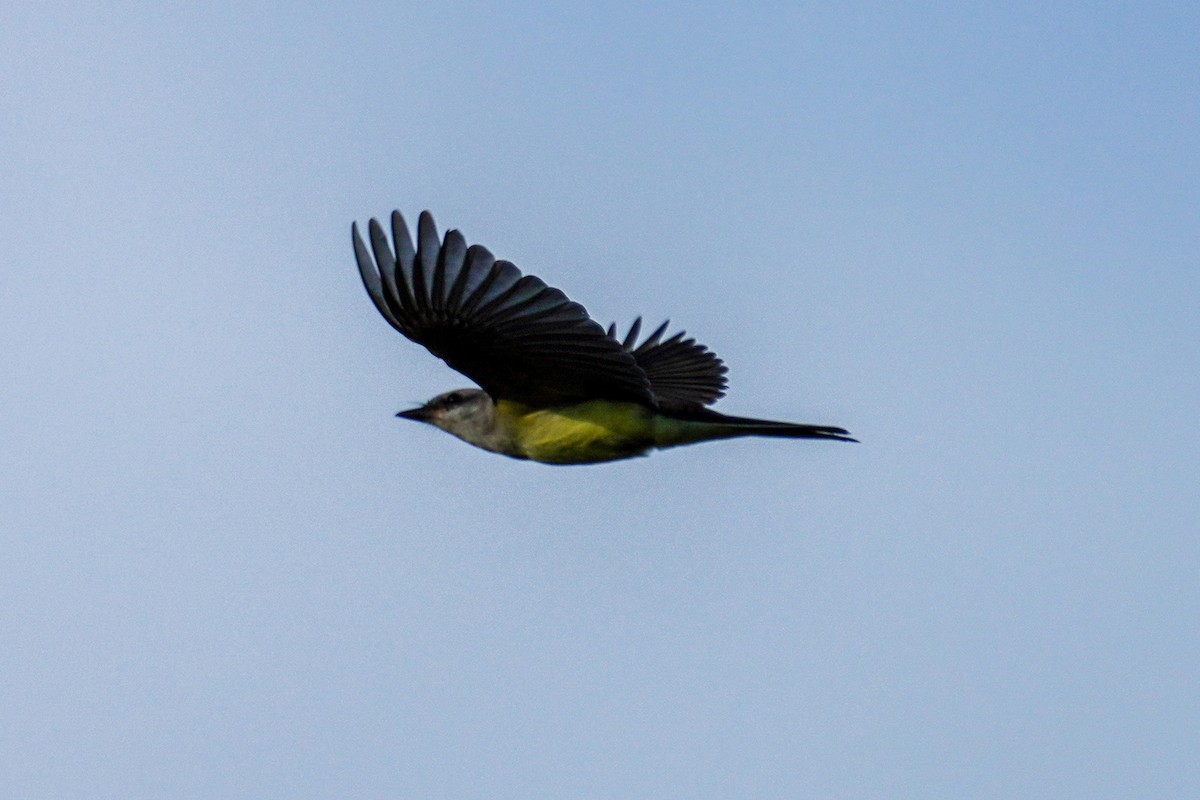 Western Kingbird - ML480485181