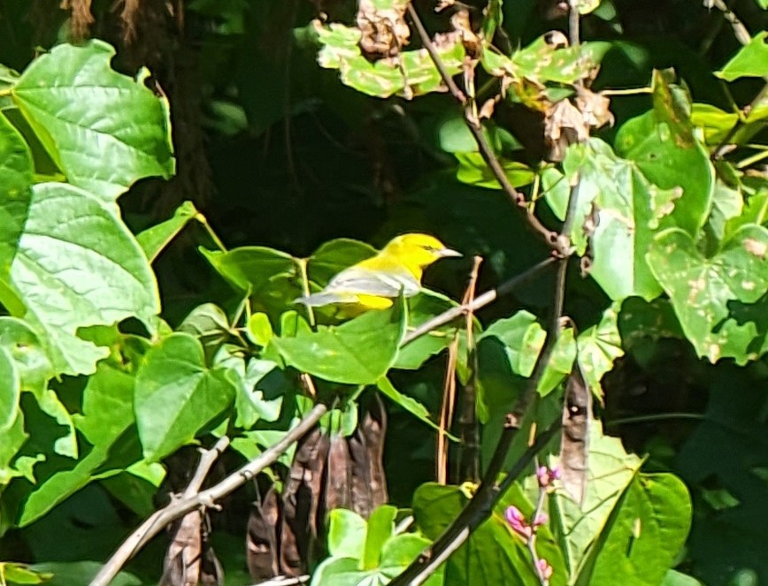 Blue-winged Warbler - ML480485281