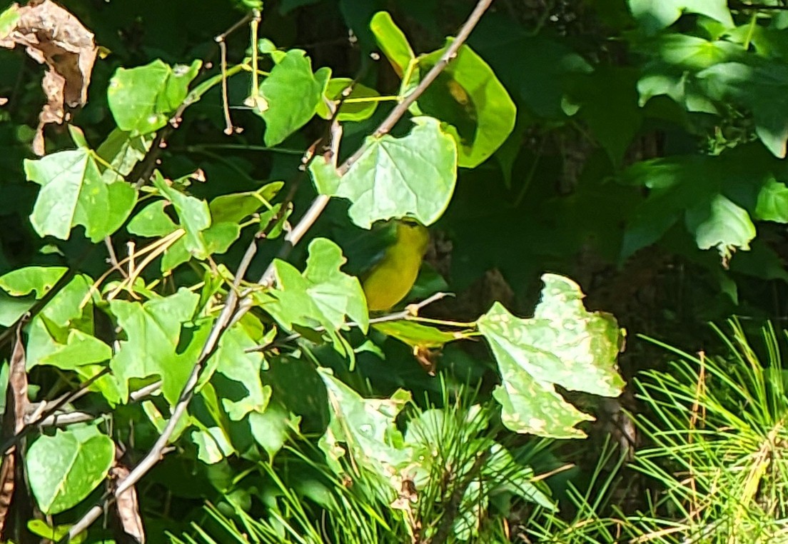 Blue-winged Warbler - ML480485291