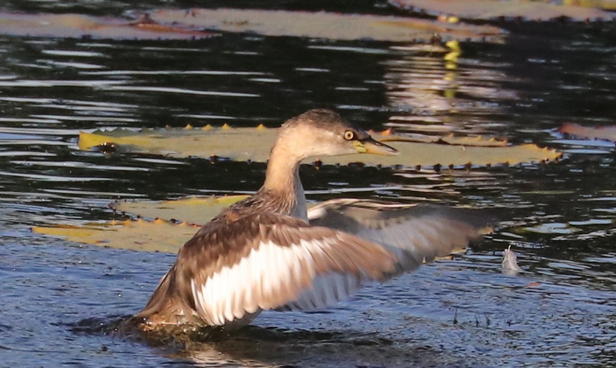 Australasian Grebe - ML480486561