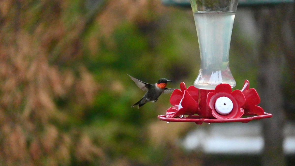 Ruby-throated Hummingbird - ML480487041