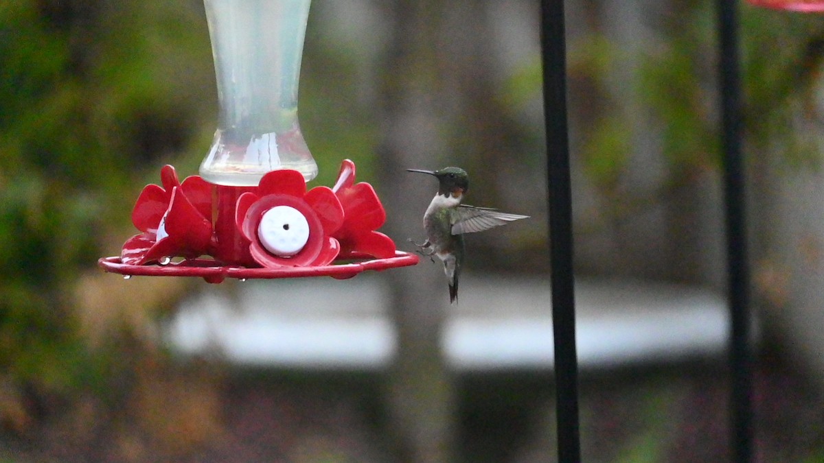 Ruby-throated Hummingbird - ML480487401