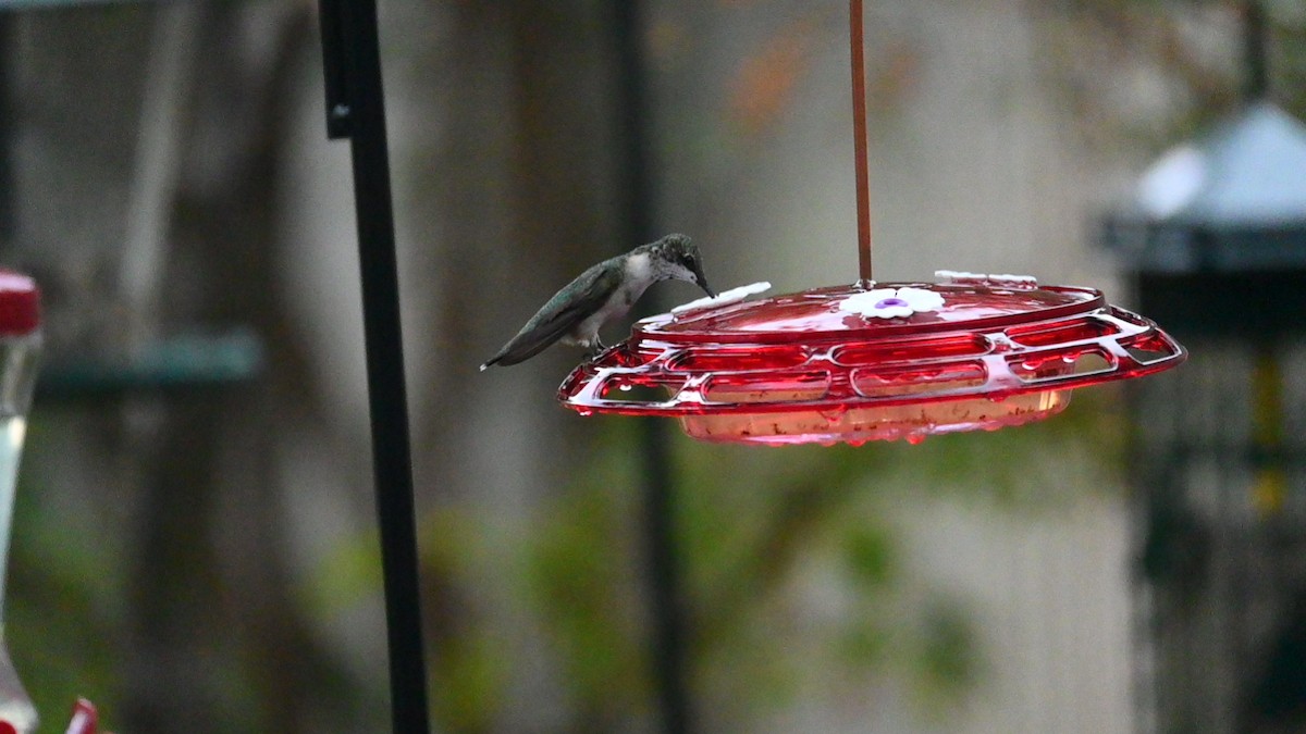 Ruby-throated Hummingbird - ML480487851