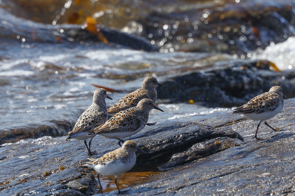 Гурвалж элсэг - ML480487931