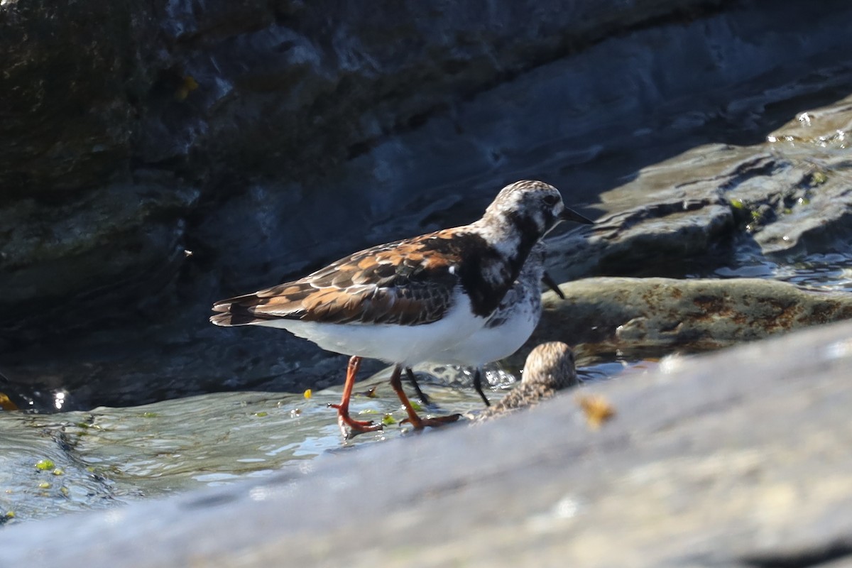 Алаг хайргач - ML480488011