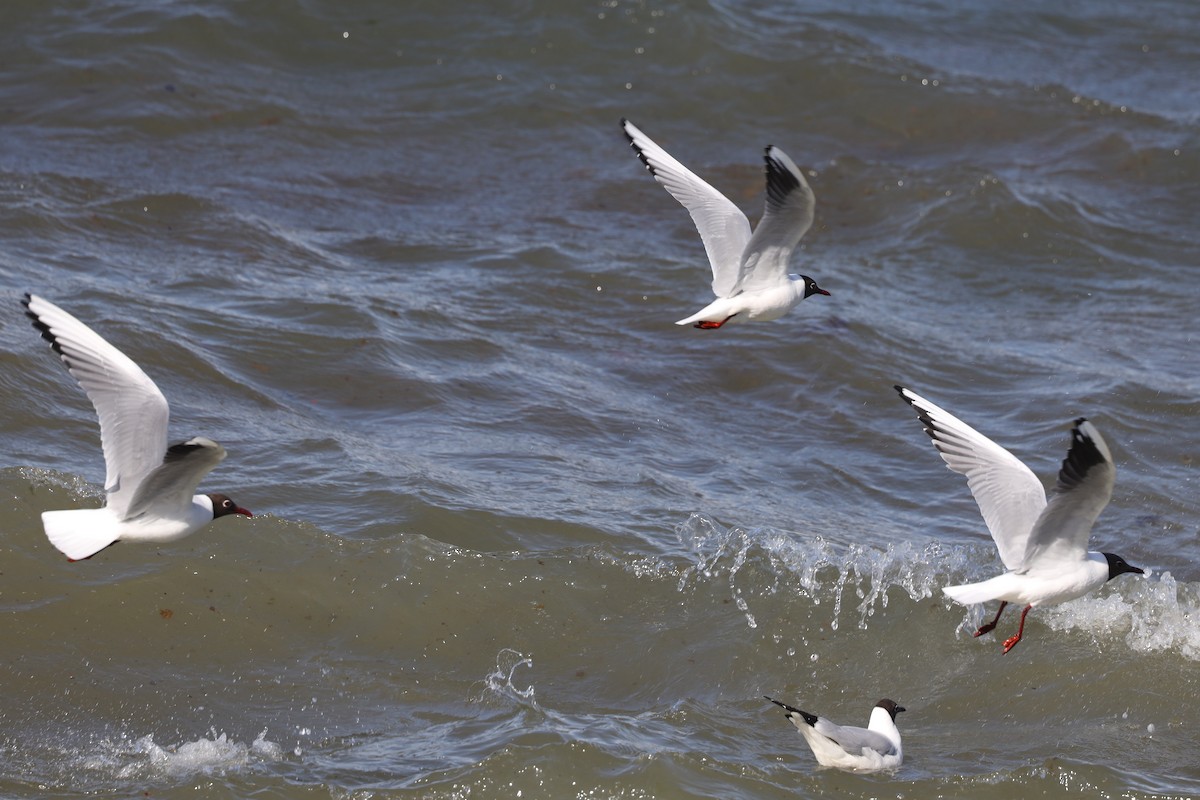 Хүрэн толгойт цахлай - ML480488581