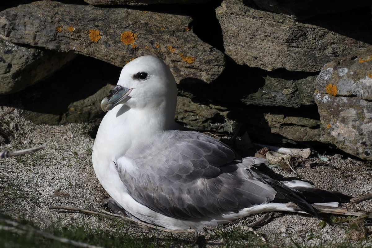 Northern Fulmar - ML480488771