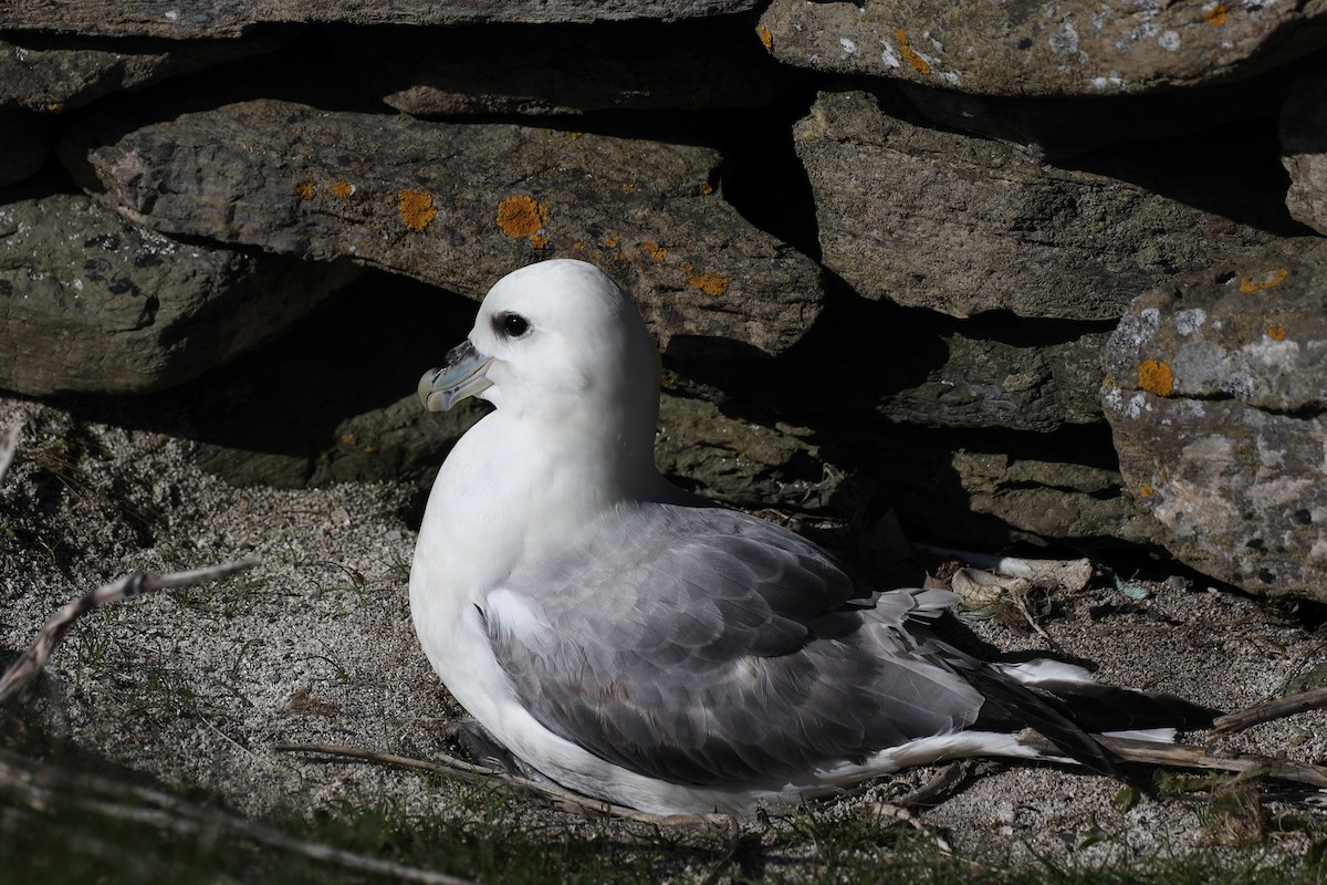 Northern Fulmar - ML480488781