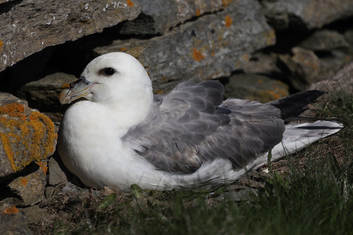 Northern Fulmar - ML480488791