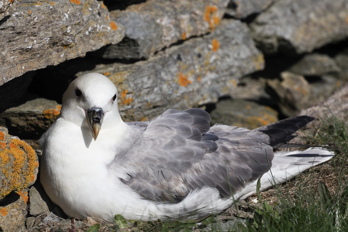 Northern Fulmar - ML480488801