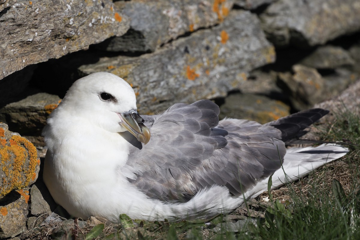 Northern Fulmar - ML480488811