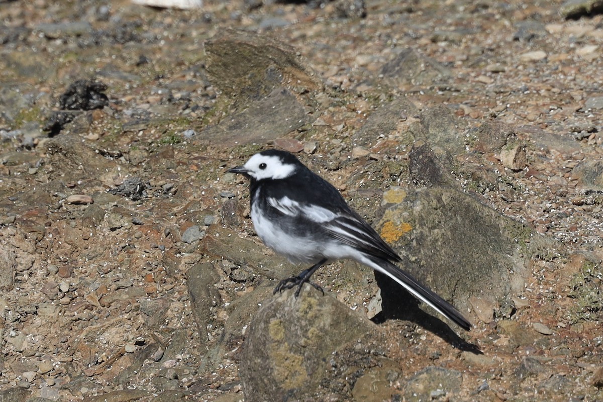 White Wagtail (British) - ML480489001
