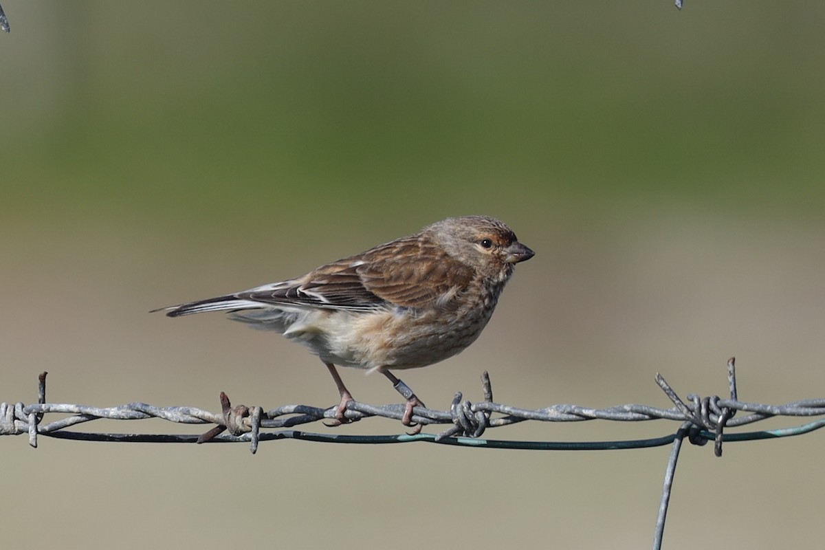 Алтан цэгцүүхэй - ML480489141