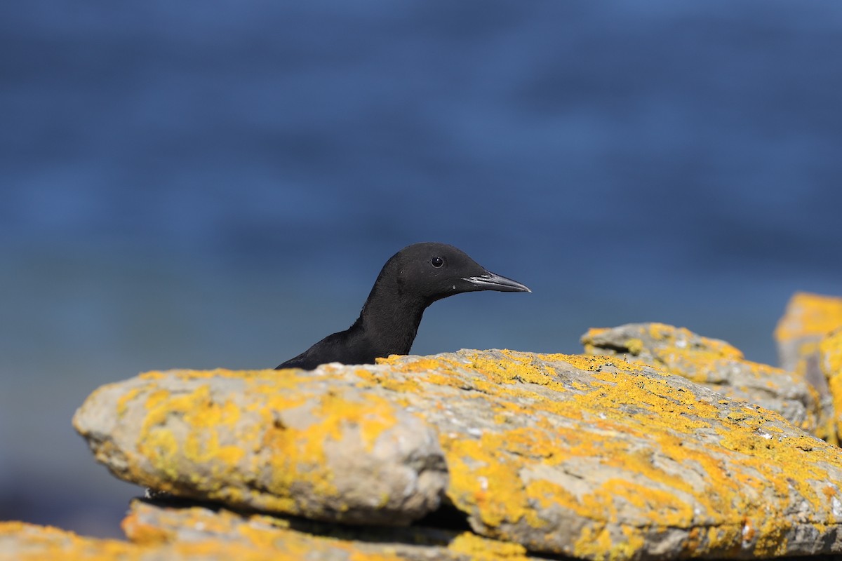 Black Guillemot - ML480489431