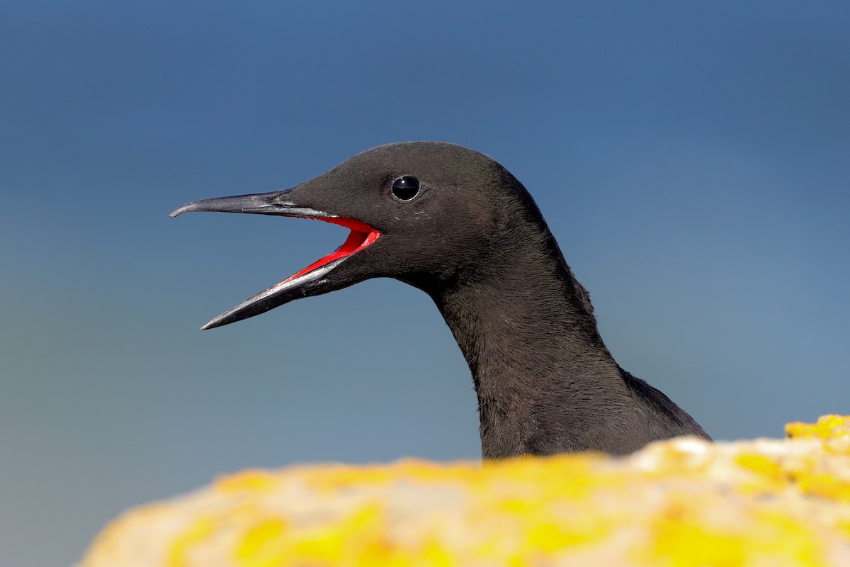 Black Guillemot - ML480489441