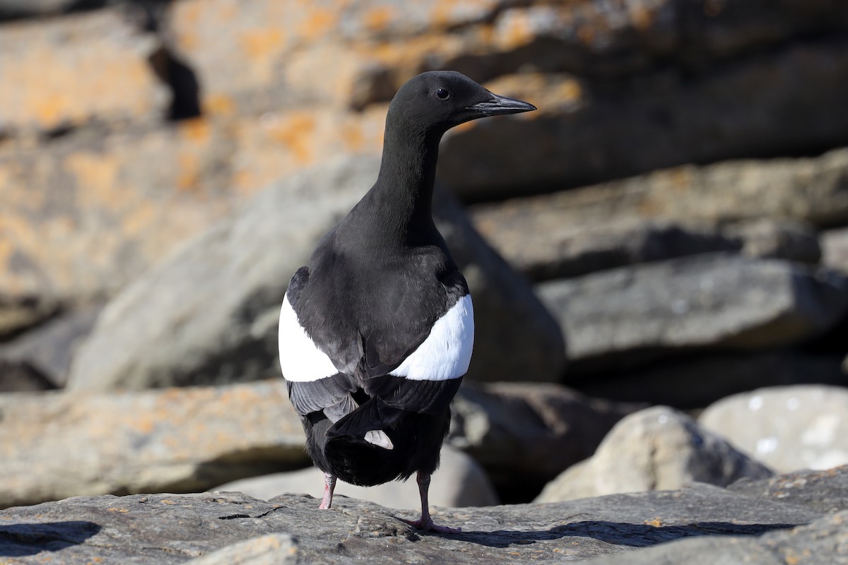 Black Guillemot - ML480489451