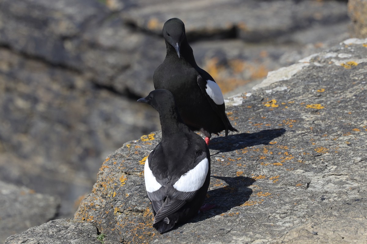 Black Guillemot - ML480489461