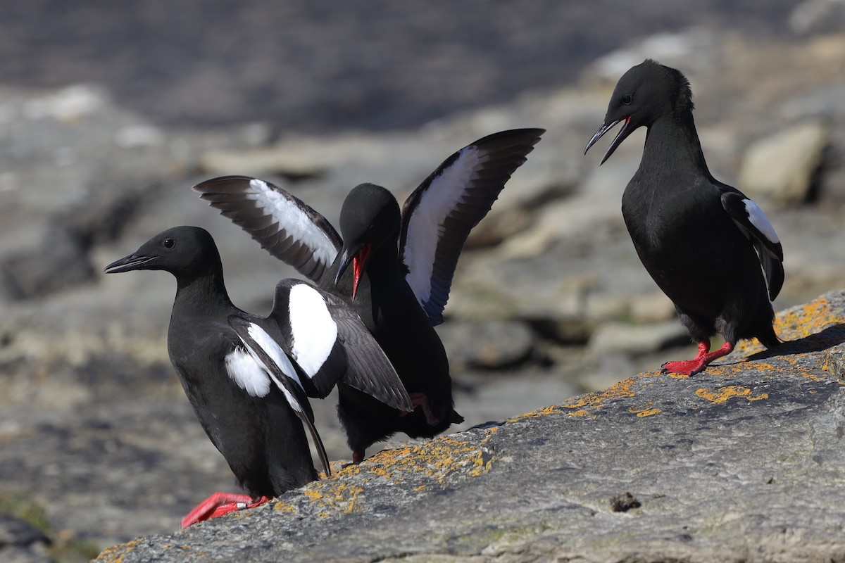 Black Guillemot - ML480489471