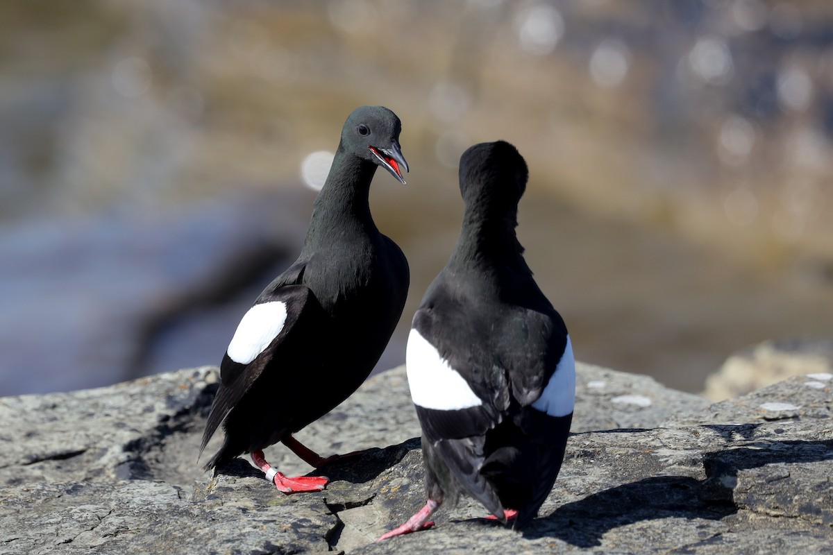 Black Guillemot - ML480489481