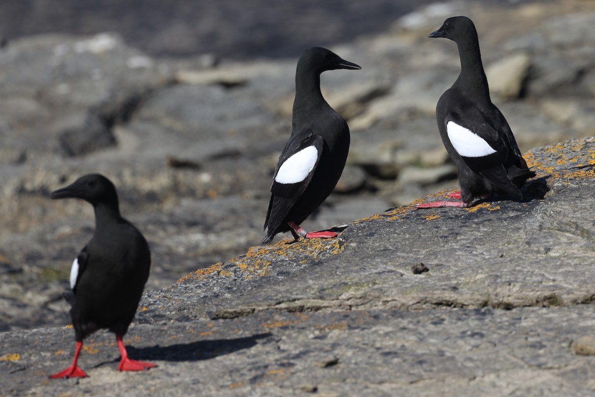 Black Guillemot - ML480489491