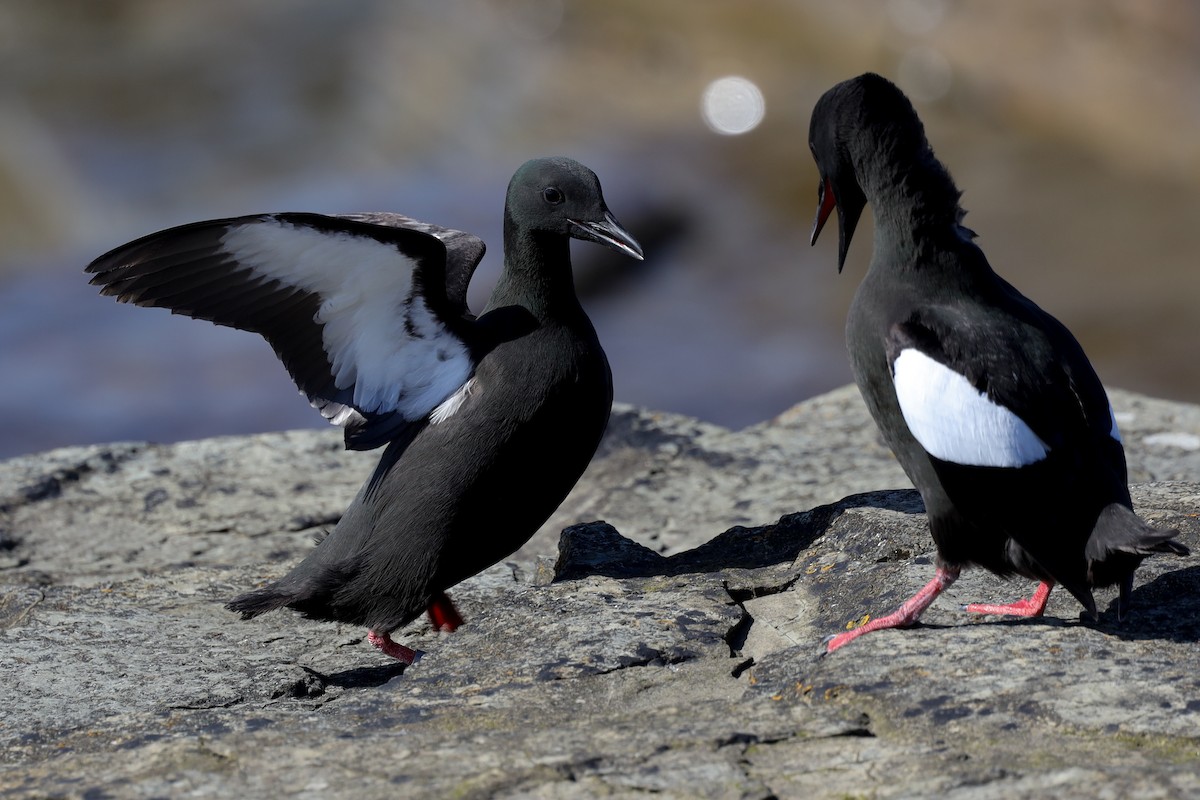 Black Guillemot - ML480489511
