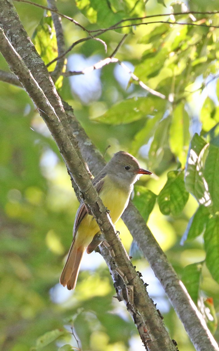 Great Crested Flycatcher - ML480492261