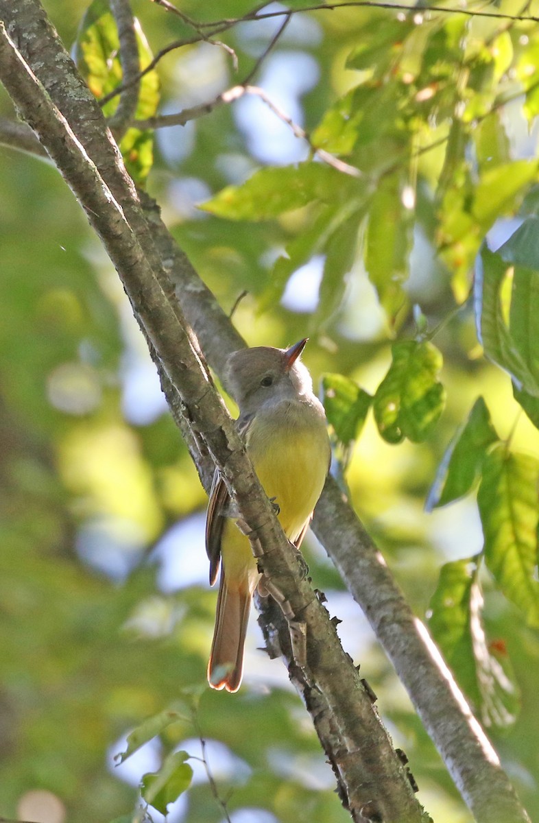 Great Crested Flycatcher - ML480492271