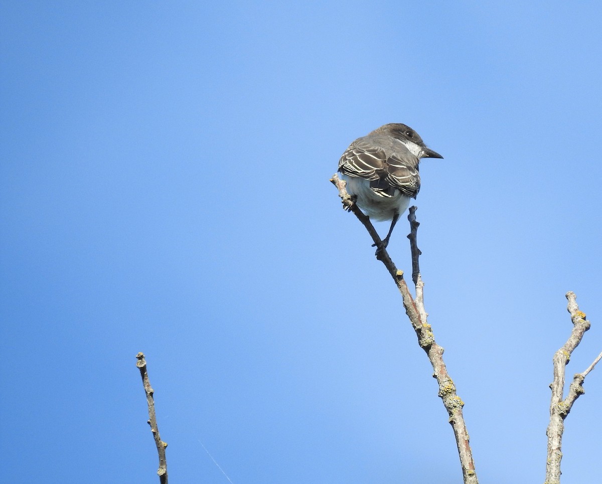 Eastern Kingbird - ML480495821