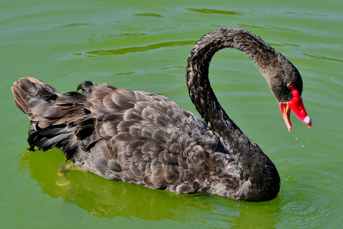 Schwarzschwan - ML480495871