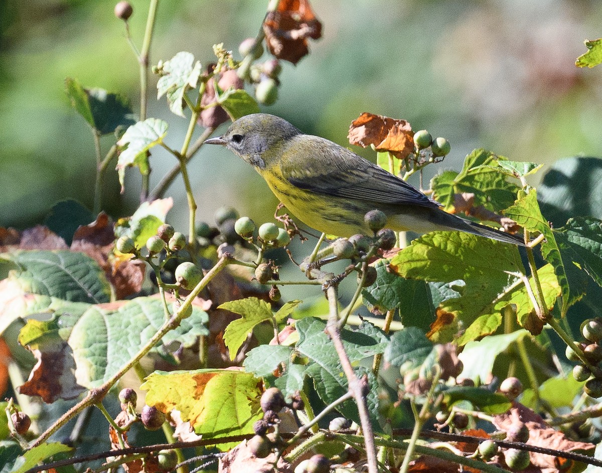 Rotmantel-Waldsänger - ML480496281