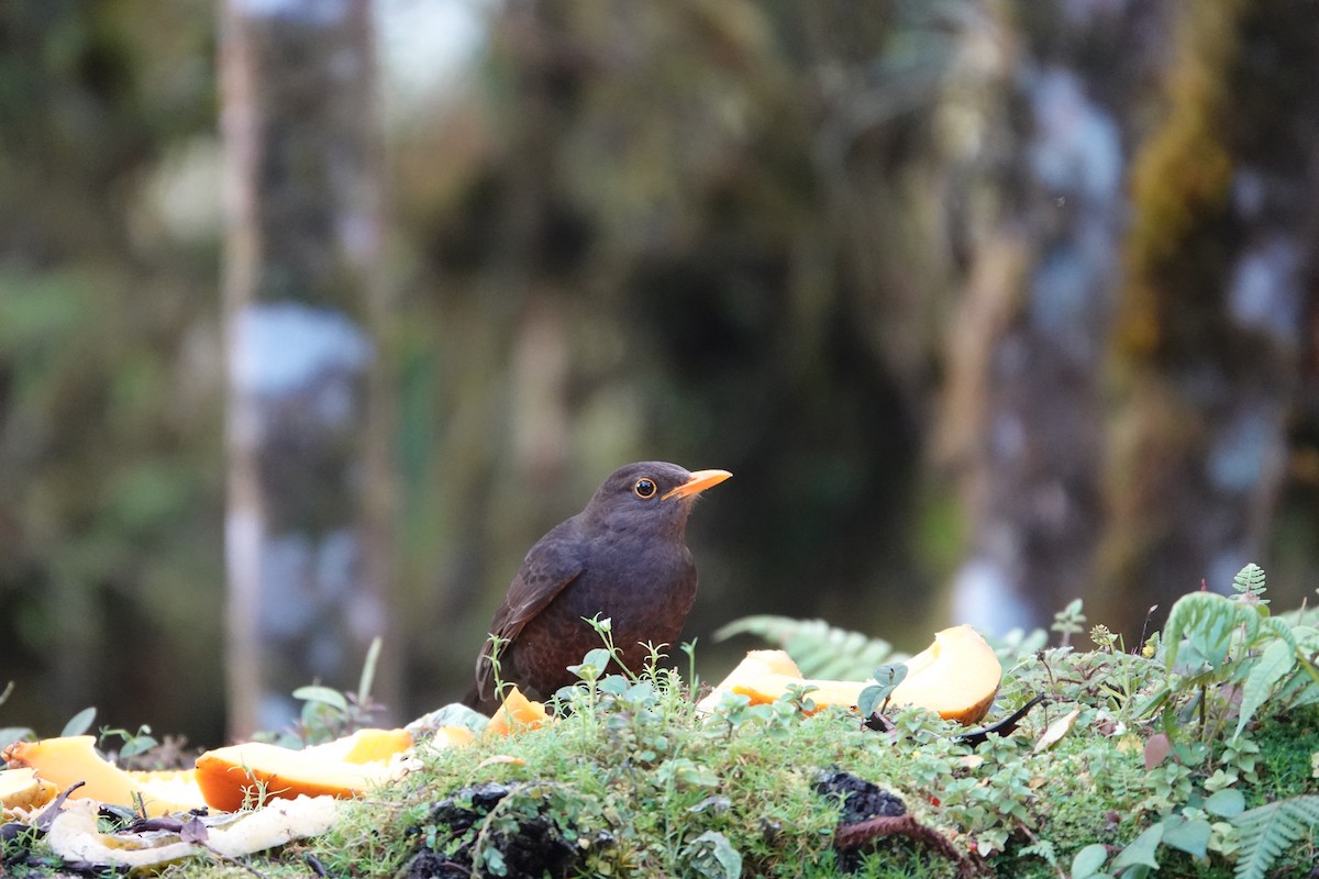 Island Thrush - ML480496431