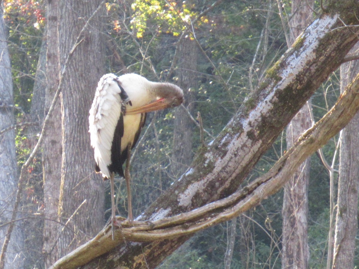 Wood Stork - ML480499281