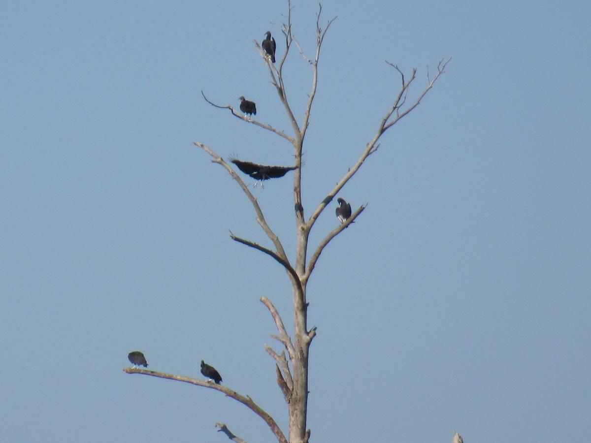 Black Vulture - ML480499371