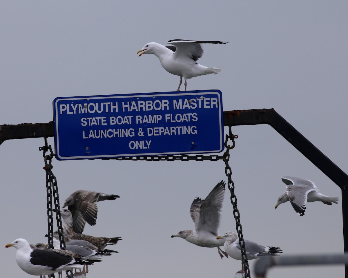 Great Black-backed Gull - ML48050431