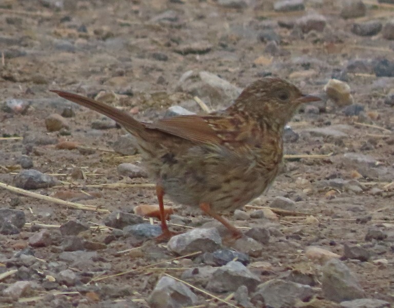 Dunnock - George and Teresa Baker