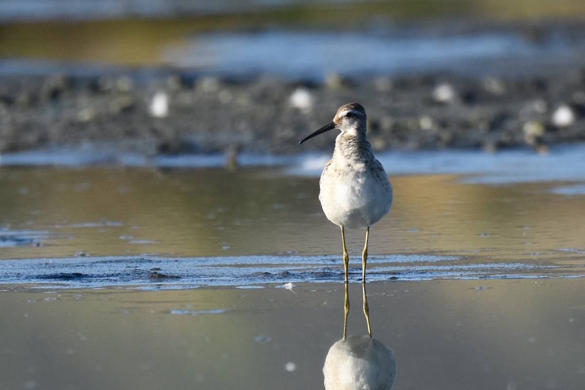 Stilt Sandpiper - ML480505271