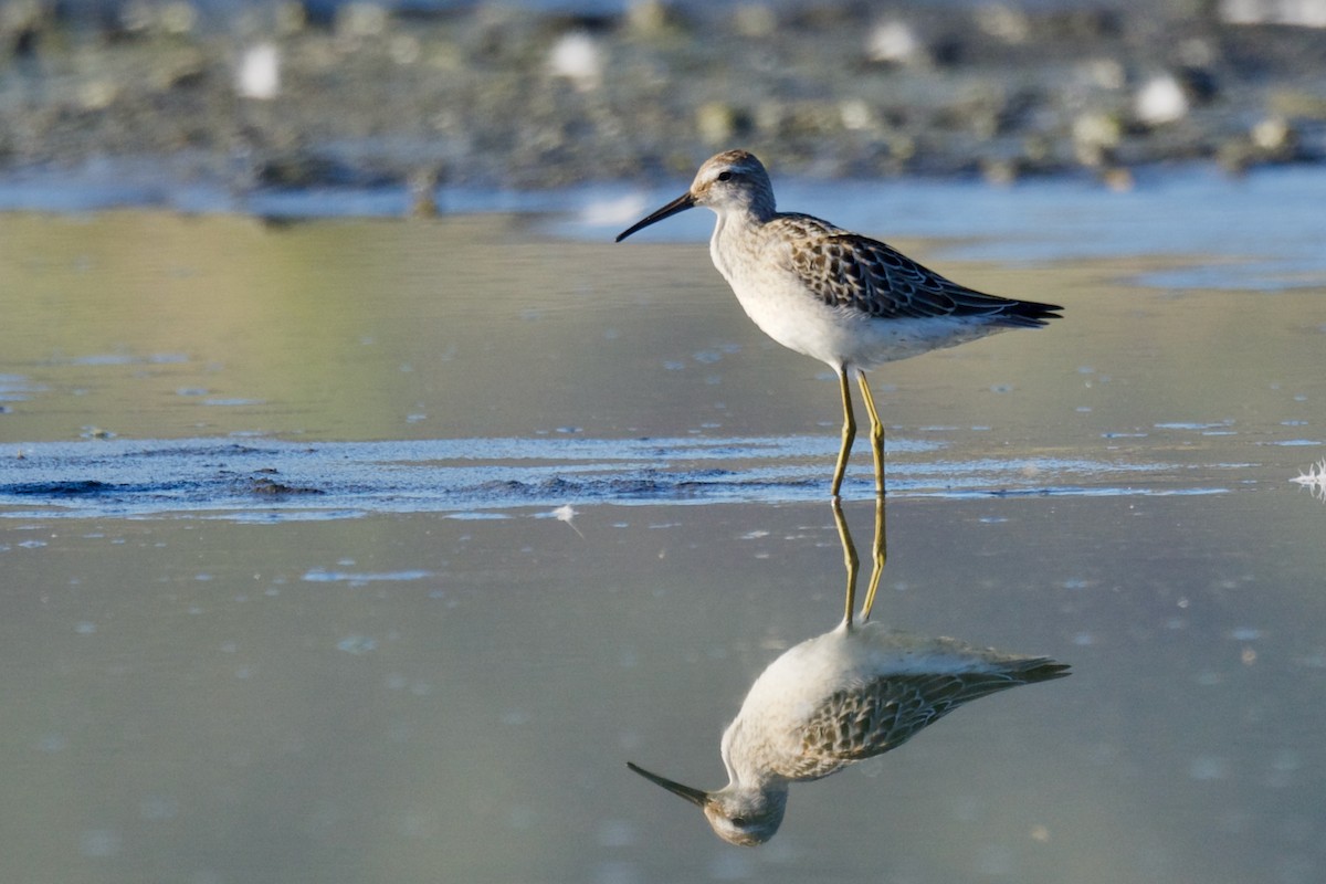 Stilt Sandpiper - George Gibbs