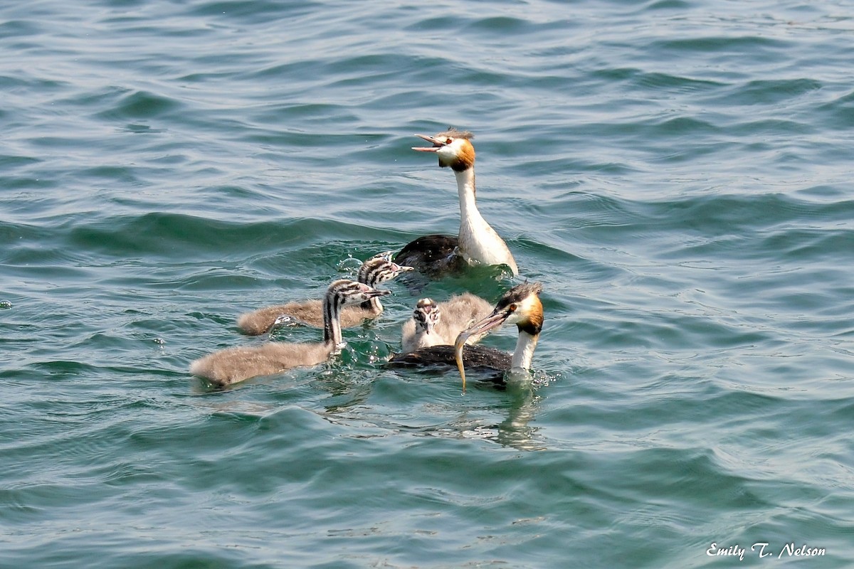 Great Crested Grebe - John Nelson