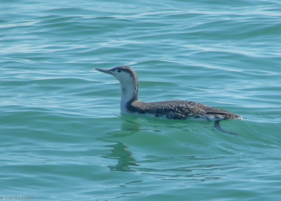 Red-throated Loon - ML480506771