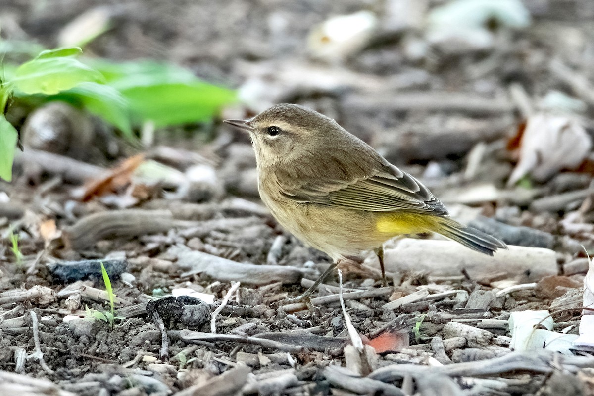 Palm Warbler (Western) - Sue Barth