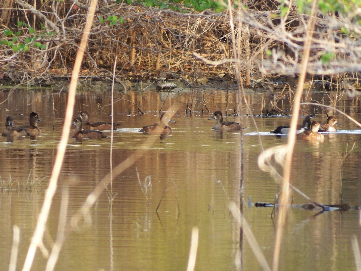 Ring-necked Duck - Randolph "Casper" Burrows