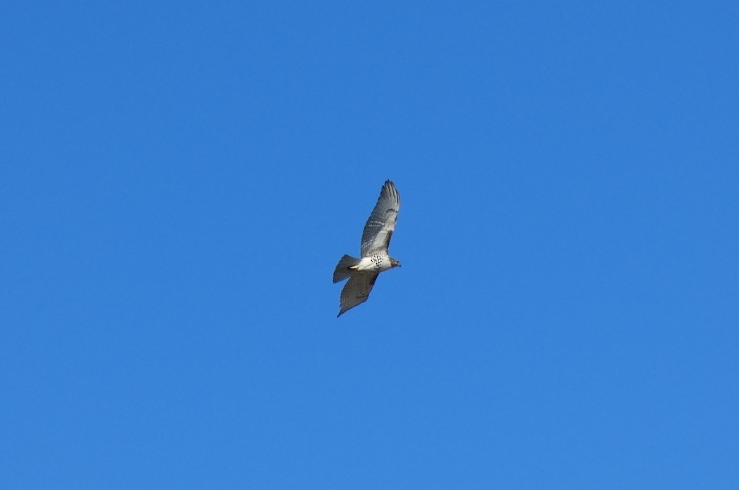Red-tailed Hawk - ML480508341