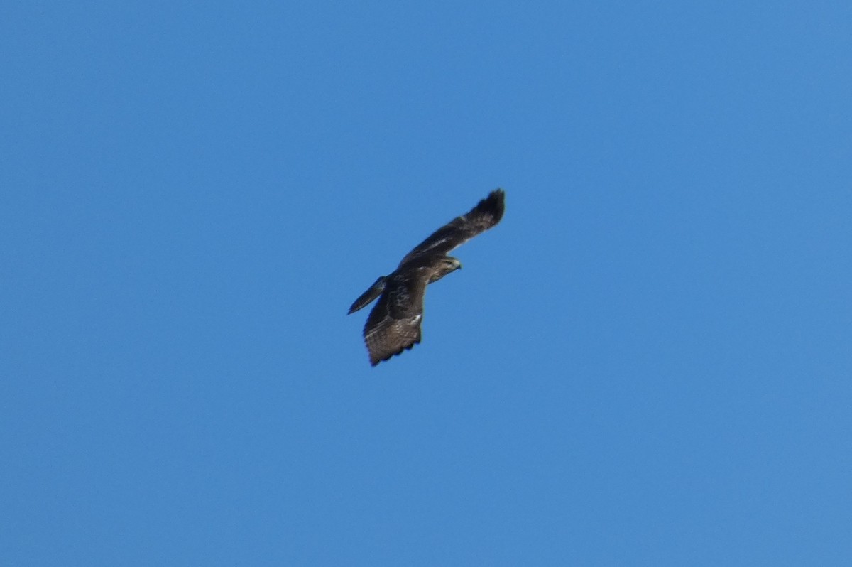 Red-tailed Hawk - ML480508351