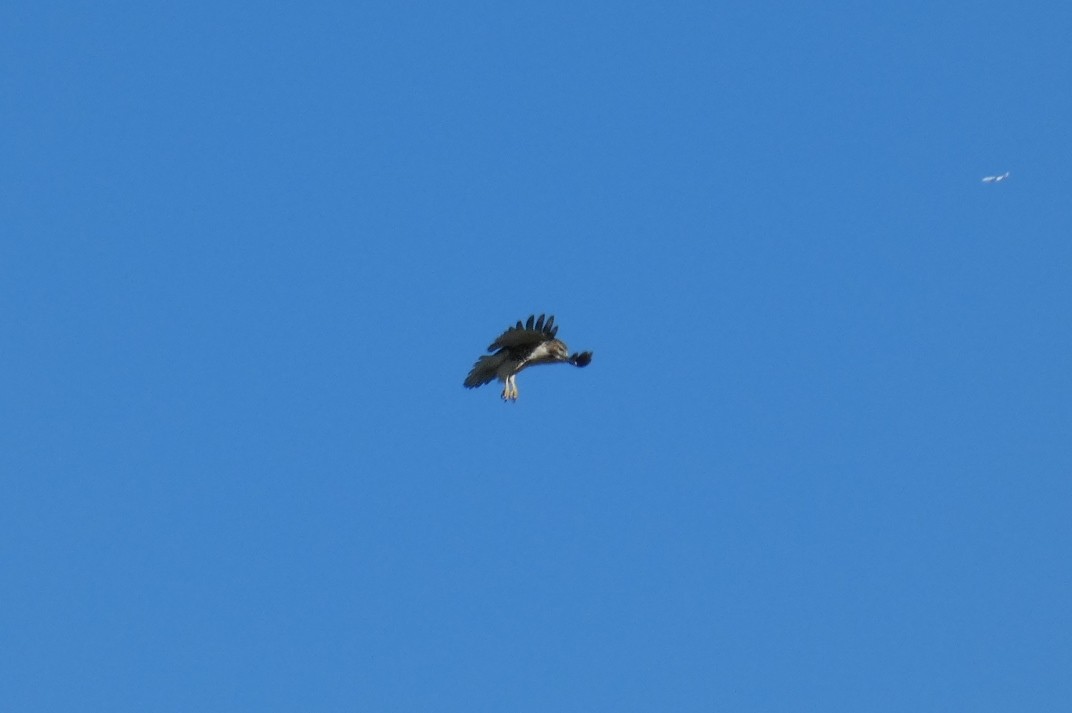 Red-tailed Hawk - ML480508361