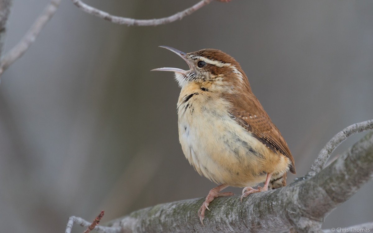 Carolina Wren - Chris Thomas