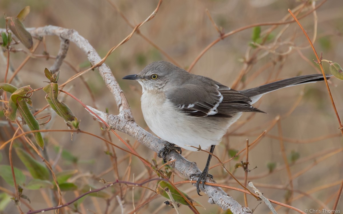 Northern Mockingbird - Chris Thomas