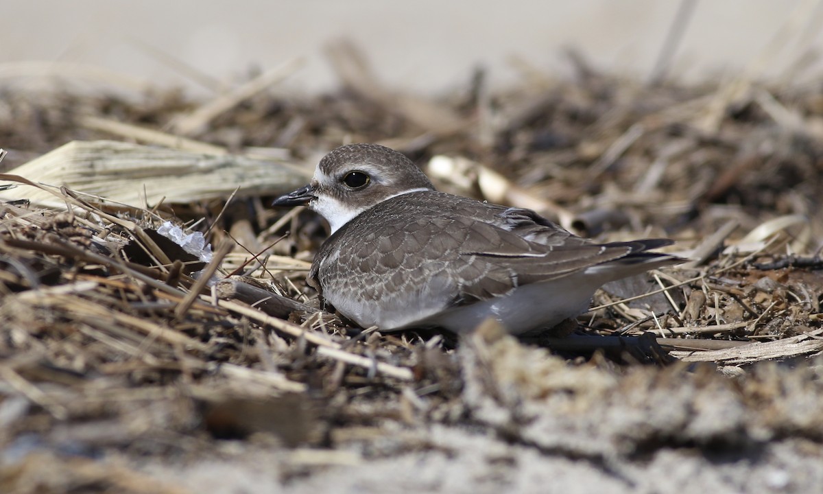 Semipalmated Plover - ML480509571