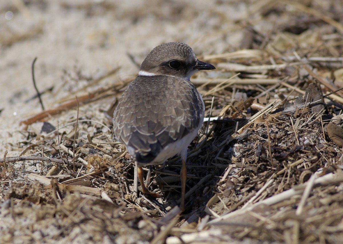 Semipalmated Plover - ML480509591