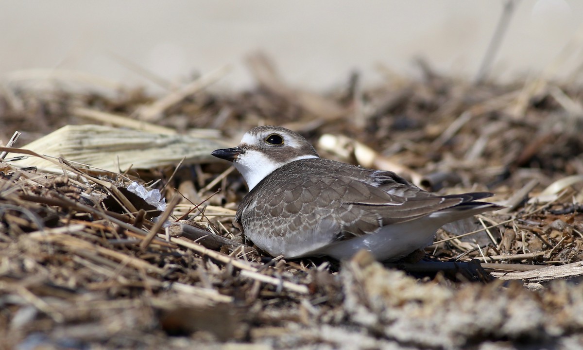 Semipalmated Plover - ML480509601